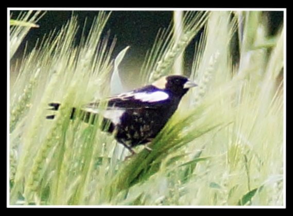 Bobolink