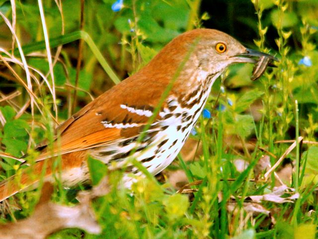 Brown Thrasher