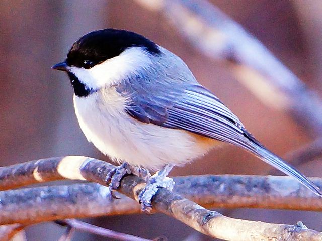 Carolina Chickadee