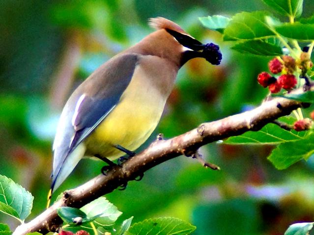 Cedar Waxwing
