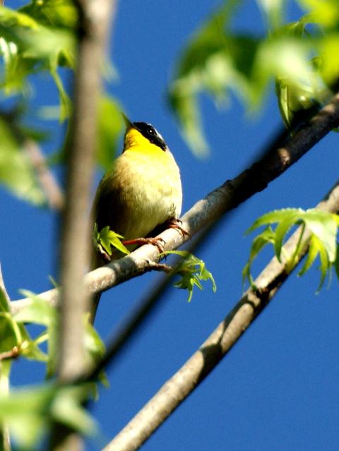 Common Yellowthroat