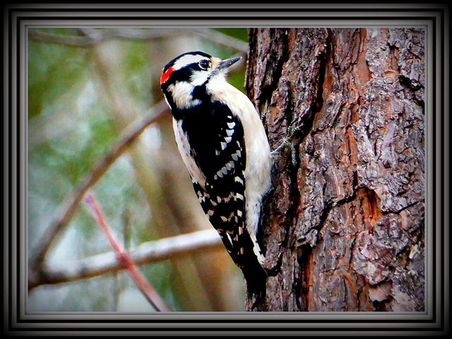 Downy Woodpecker