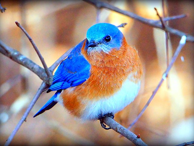 Eastern Bluebird