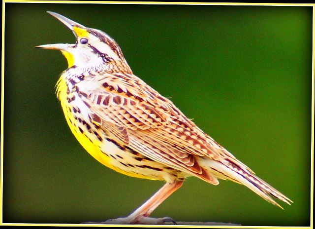 Eastern Meadowlark