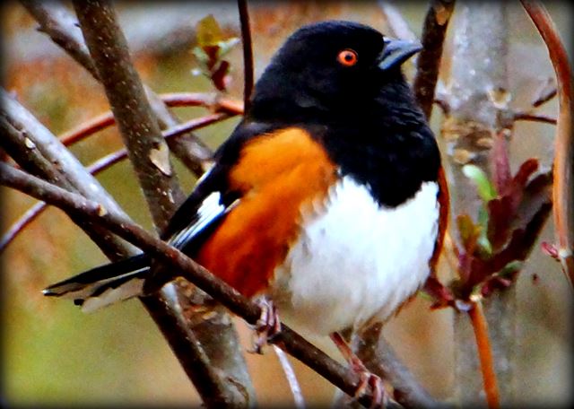 Eastern Towhee