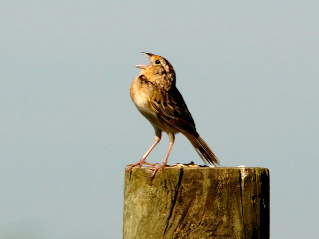 Grasshopper Sparrow