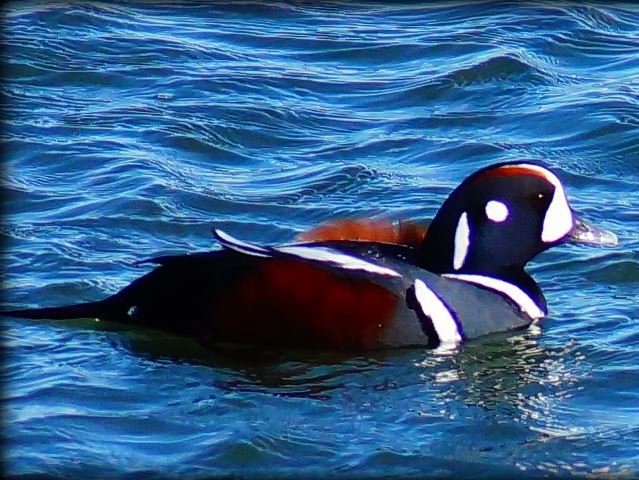 Harlequin Duck