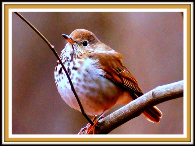 Hermit Thrush
