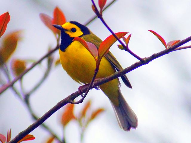 Hooded Warbler