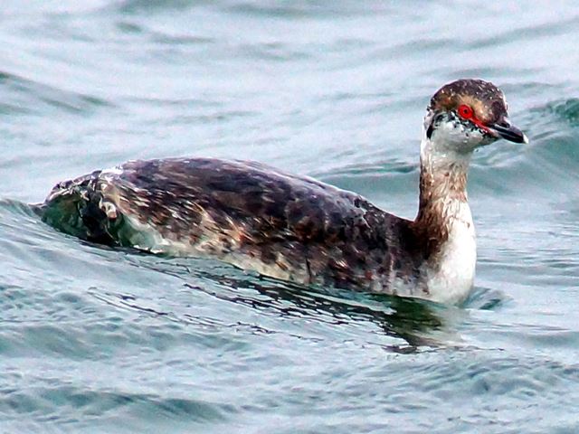 Horned Grebe