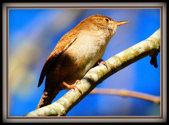 Northern House Wren