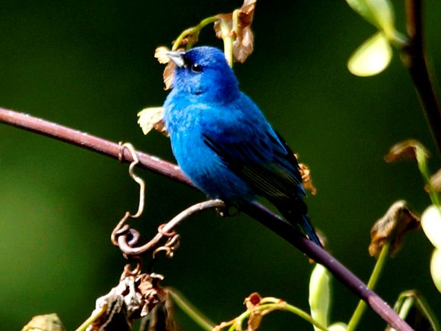 Indigo Bunting