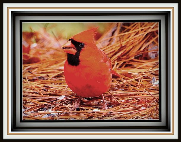 Northern Cardinal