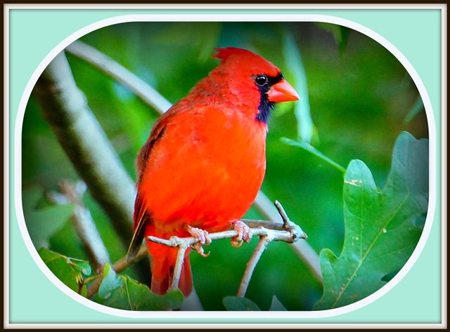 Northern Cardinal