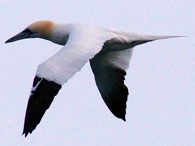 Northern Gannet