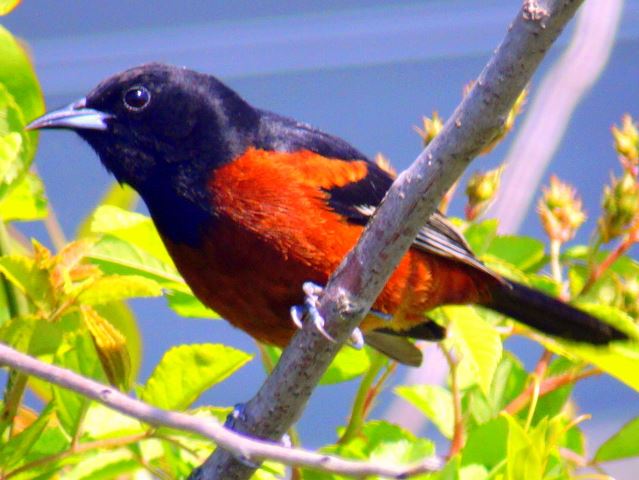 Orchard Oriole