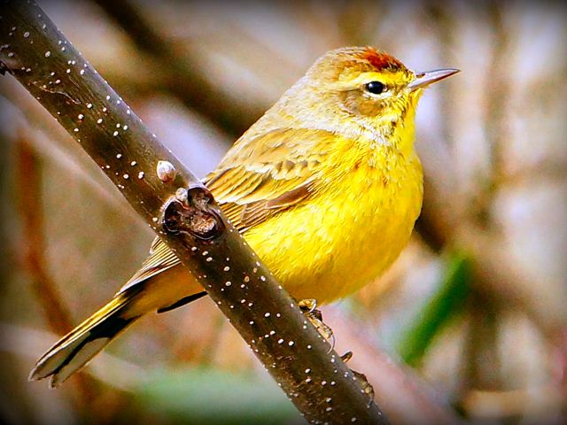 Palm Warbler