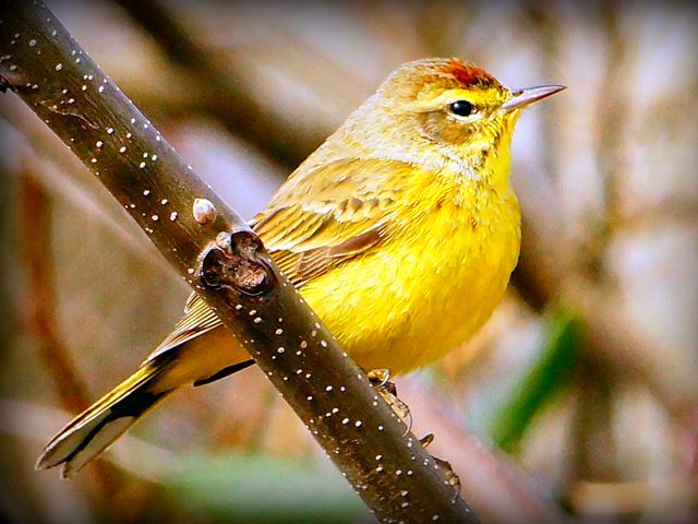 Palm Warbler