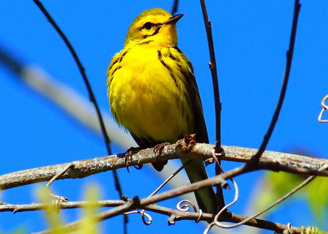 Prairie Warbler