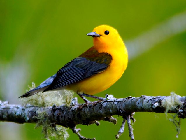 Prothonotary Warbler