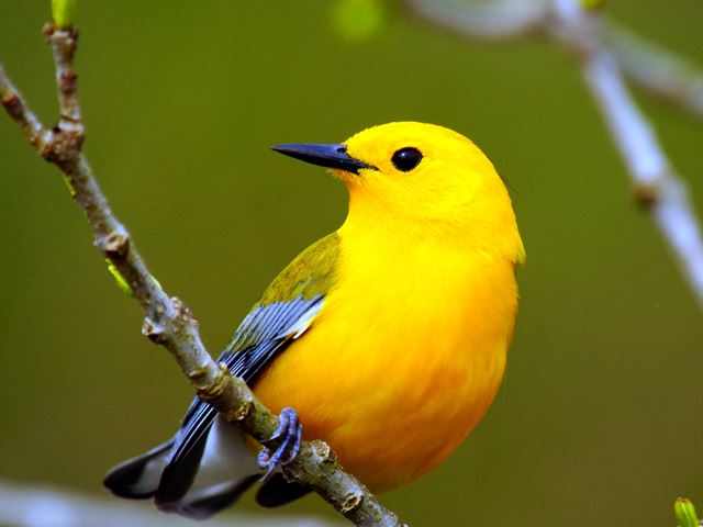 Prothonotary Warbler