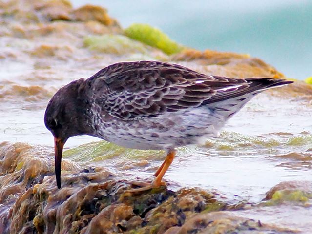 Purple Sandpiper