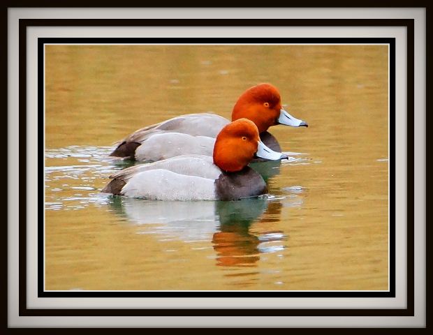 Redheads