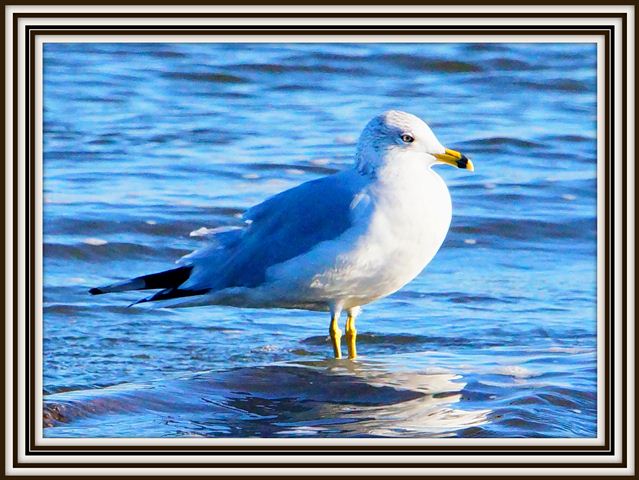 Ring-billed Gull