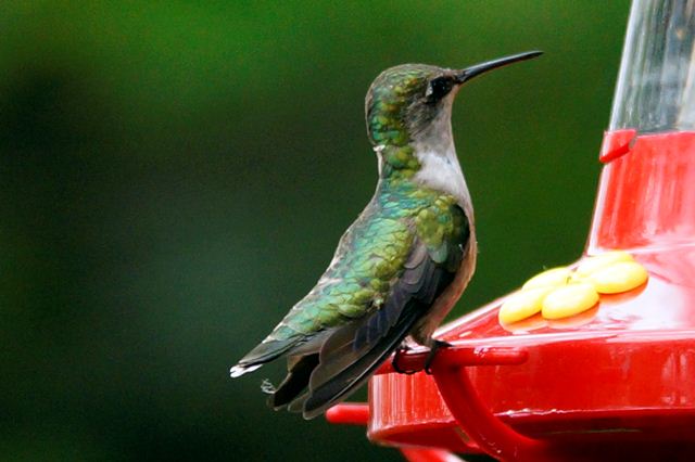 ruby throated hummingbird ruby throated hummingbird