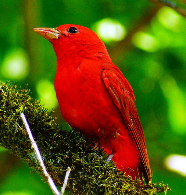 Summer Tanager