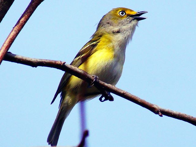 White-eyed Vireo