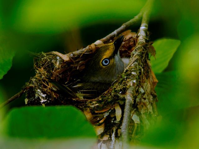 White-eyed Vireo