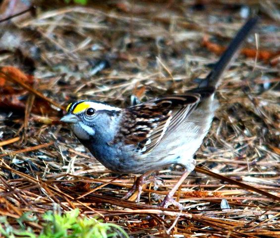 White-throated Sparrow