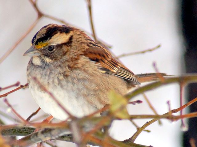 White-throated Sparrow