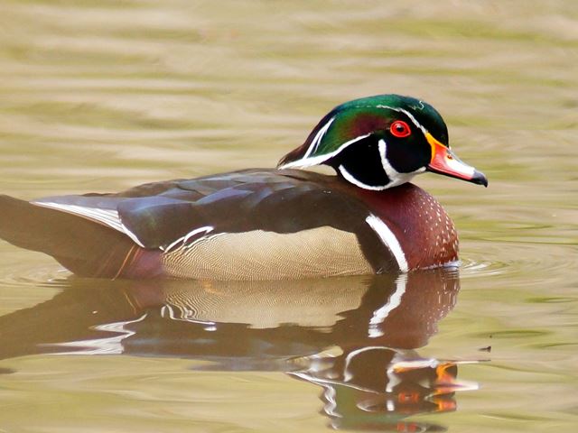 Wood Duck