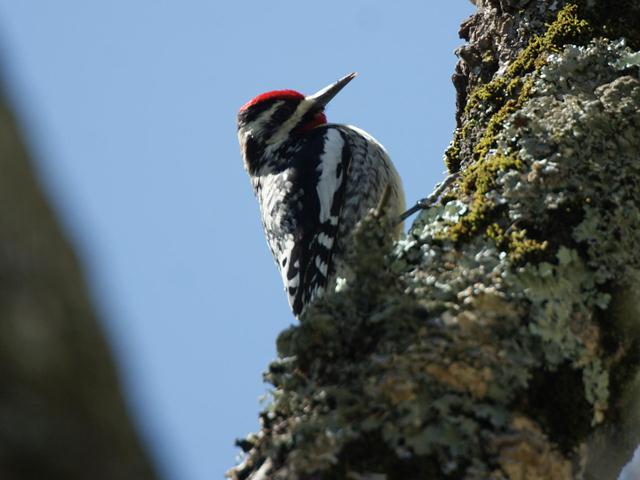 Yellow-bellied Sapsucker