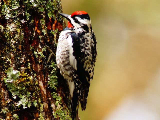 Yellow-bellied Sapsucker