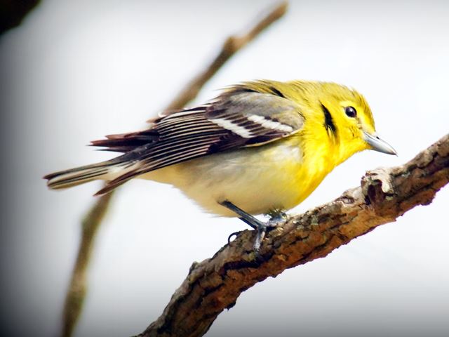 Yellow-throated Vireo