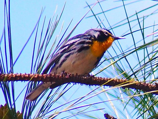 Yellow-throated Warbler