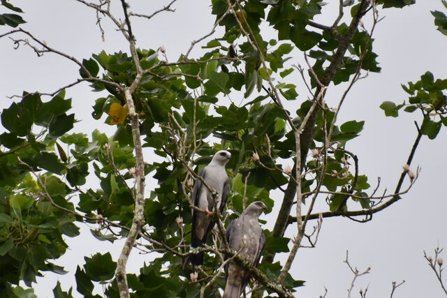 baby mississippi kite bird baby mississippi kite bird