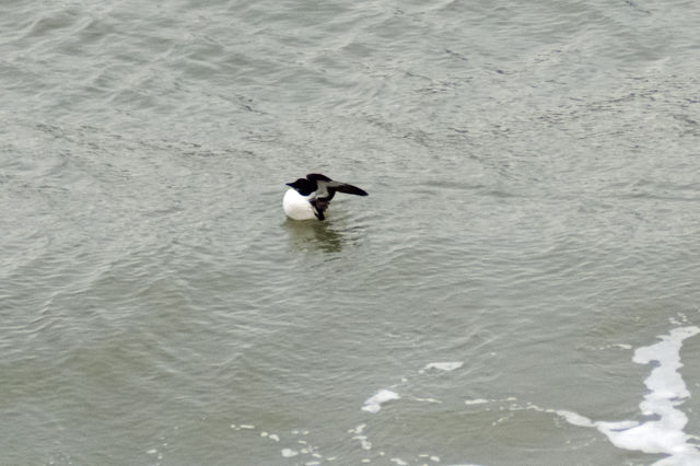 Thick-billed Murre