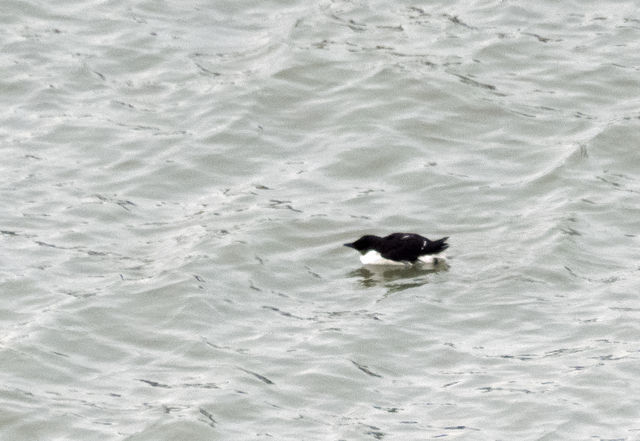 Thick-billed Murre