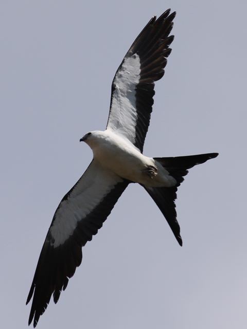 Swallow-tailed Kite