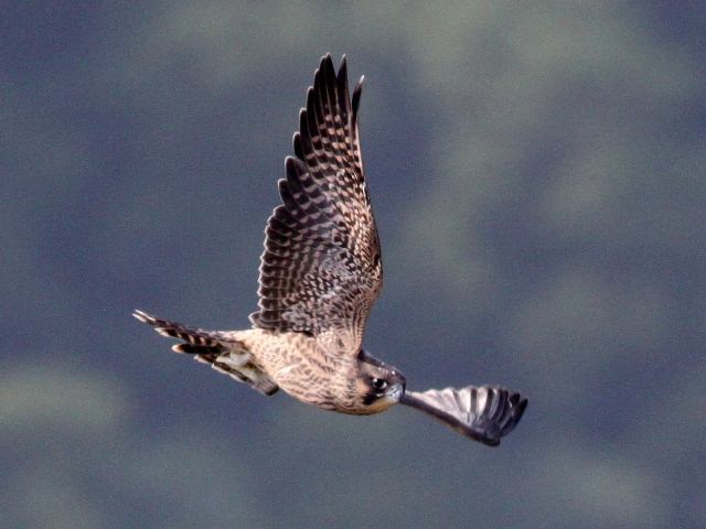 Peregrine Falcon