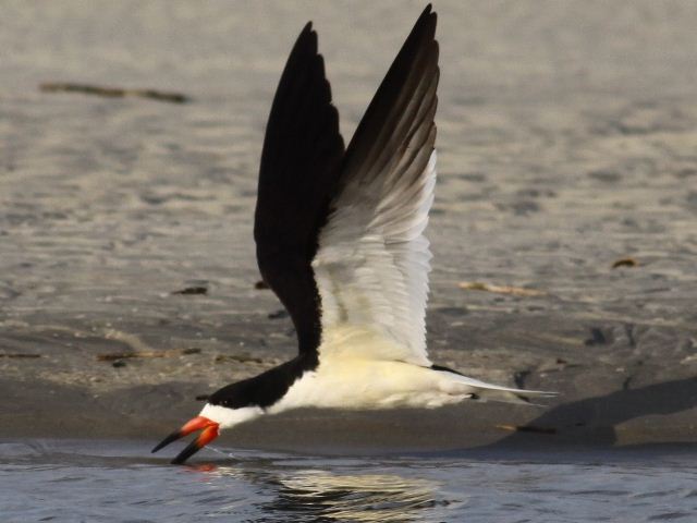 Black Skimmer