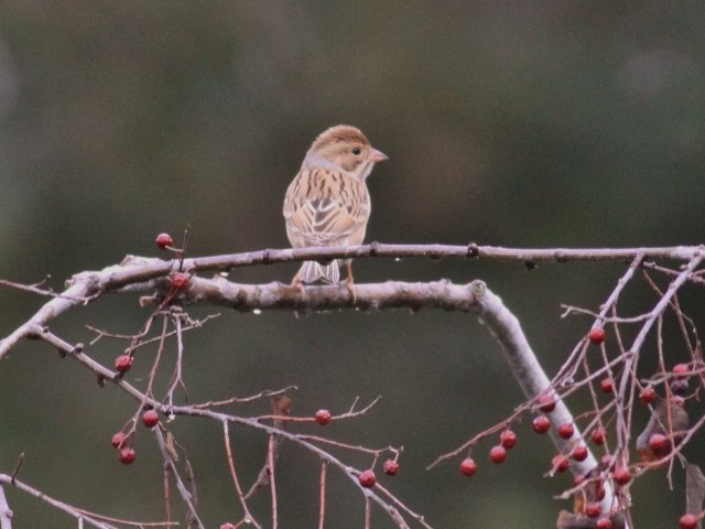 Clay-colored Sparrow
