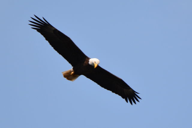 Bald Eagle