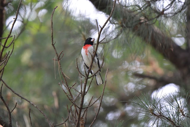 Rose-breasted Grosbeak