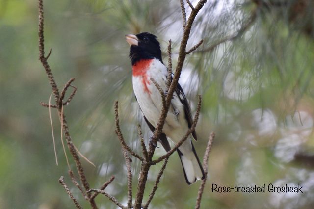 Rose-breasted Grosbeak