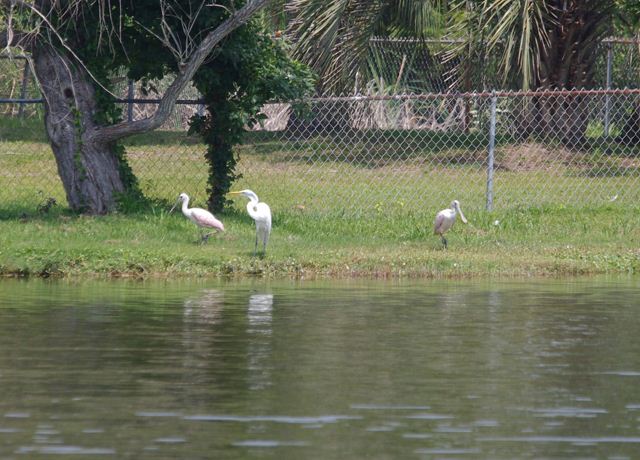 Roseate Spoonbills